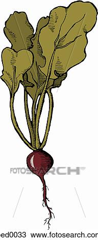 Drawing - Beet. Fotosearch