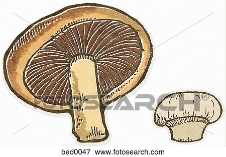 Stock Illustration - Bello crimini mushroom. Fotosearch