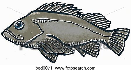 Black Rockfish View Large Illustration Clip Art - Black Rockfish. Fotosearch