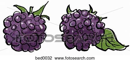 Blackberries View Large Illustration Drawing - Blackberries. Fotosearch