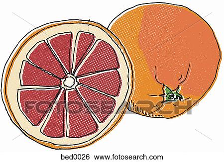 Stock Illustration - Blood orange. Fotosearch