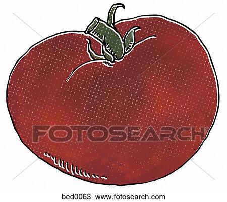 Drawing - Cherokee Purple tomato. Fotosearch
