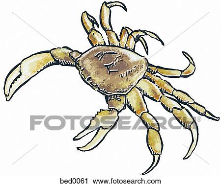 Dungeness Crab View Large Illustration Clip Art - Dungeness Crab. Fotosearch