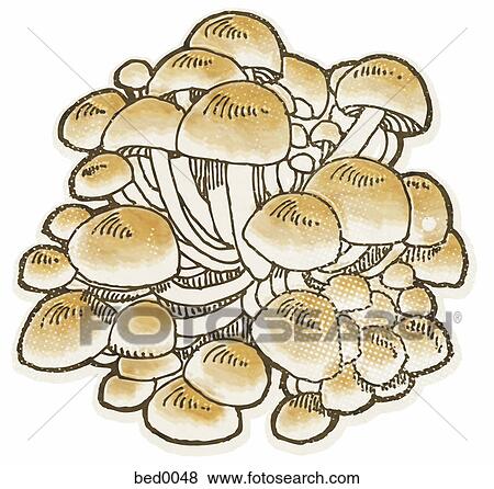 Enokitake mushroom View Large Illustration Stock Illustration - Enokitake mushroom. Fotosearch