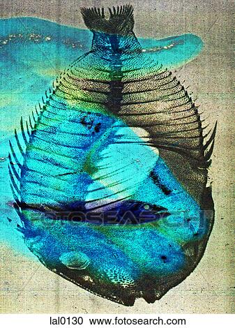 Fish View Large Illustration Clipart - Fish. Fotosearch