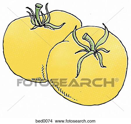 Stock Illustration - Garden peach tomatoes. Fotosearch