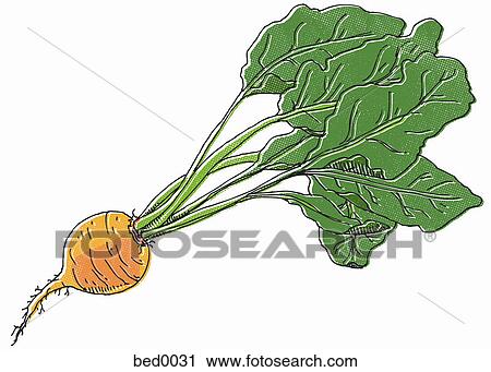 Golden beet View Large Illustration Clip Art - Golden beet. Fotosearch