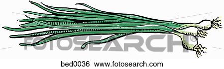Green onion View Large Illustration Stock Illustration - Green onion. Fotosearch