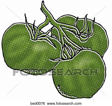 Stock Illustration - Green Zebra tomatoes. Fotosearch