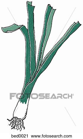 Leeks View Large Illustration Clip Art - Leeks. Fotosearch