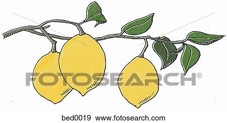 Stock Illustration - Lemons on a vine. Fotosearch