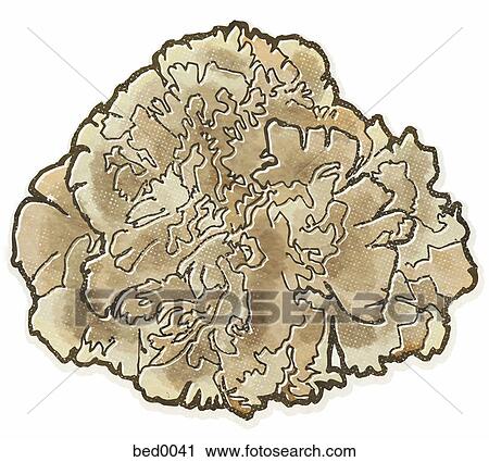 Maitake mushroom View Large Illustration Clip Art - Maitake mushroom. Fotosearch