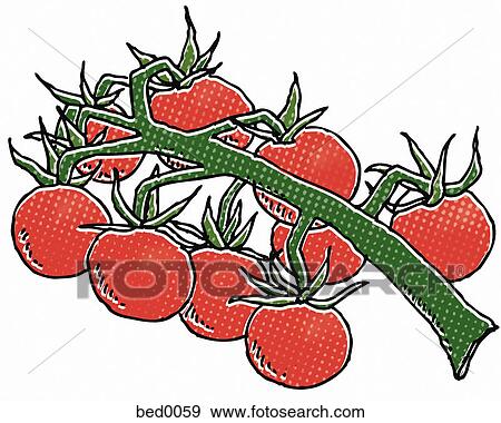 Matt's wild cherry tomato View Large Illustration Stock Illustration - Matt's wild cherry tomato. Fotosearch