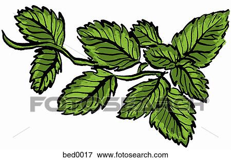Stock Illustration - Mint. Fotosearch