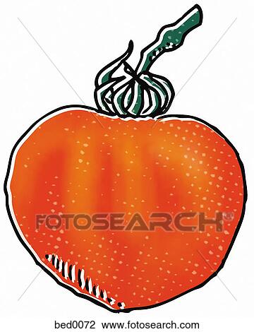 Drawing - Mr. Stripey tomato. Fotosearch