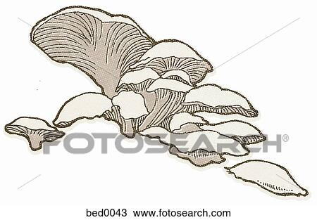 Oyster mushroom View Large Illustration Drawing - Oyster mushroom. Fotosearch