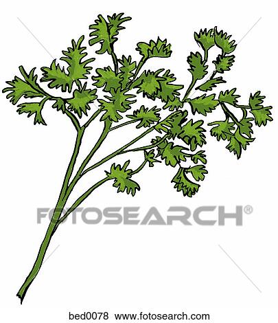 Parsley View Large Illustration Stock Illustration - Parsley. Fotosearch