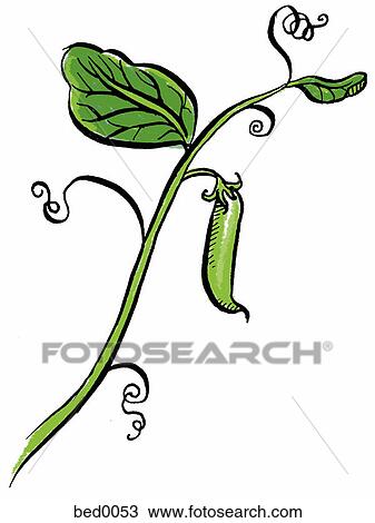 Pea vine View Large Illustration Drawing - Pea vine. Fotosearch
