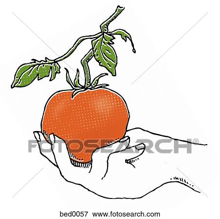 Picking a tomato View Large Illustration Stock Illustration - Picking a tomato. Fotosearch