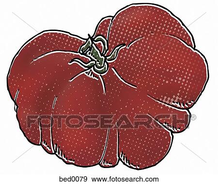 Purple Calabash tomato View Large Illustration Stock Illustration - Purple Calabash tomato. Fotosearch