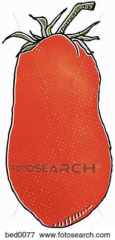 San Marzano tomato View Large Illustration Stock Illustration - San Marzano tomato. Fotosearch