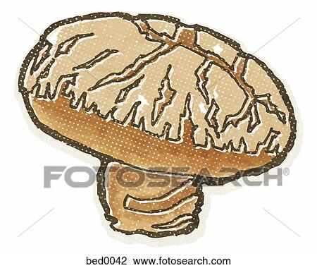 Shiitake mushroom View Large Illustration Drawing - Shiitake mushroom. Fotosearch