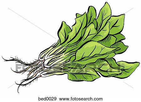 Spinach View Large Illustration Stock Illustration - Spinach. Fotosearch