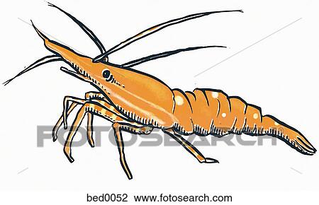 Spot prawn View Large Illustration Drawing - Spot prawn. Fotosearch