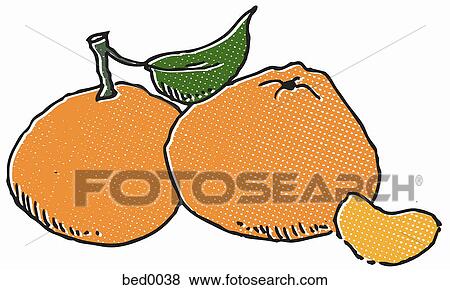 Tangerines View Large Illustration Stock Illustration - Tangerines. Fotosearch