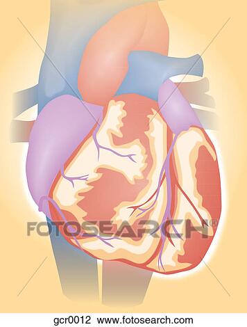 Um, coração humano Desenho | gcr0012 | Fotosearch