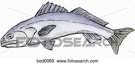 White sea bass View Large Illustration Stock Illustration - White sea bass. Fotosearch