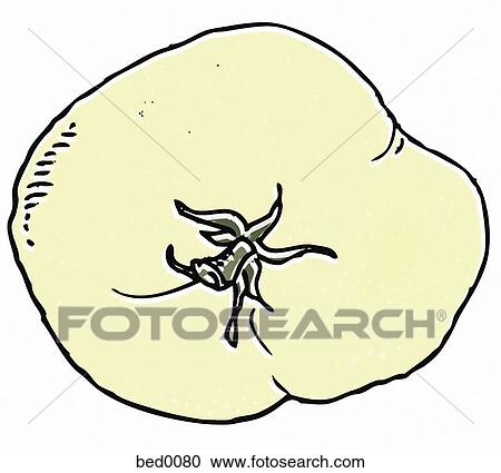 Clipart - White wonder tomato. Fotosearch