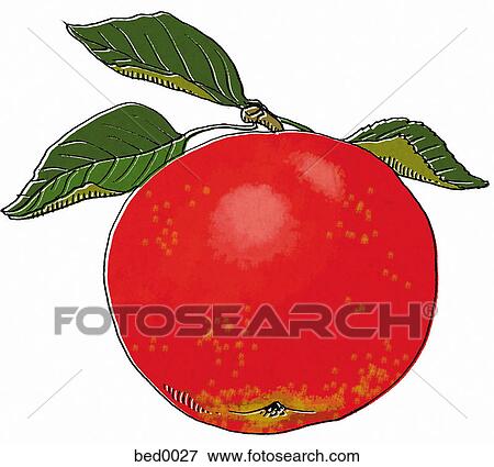 Winesap apple View Large Illustration Stock Illustration - Winesap apple. Fotosearch