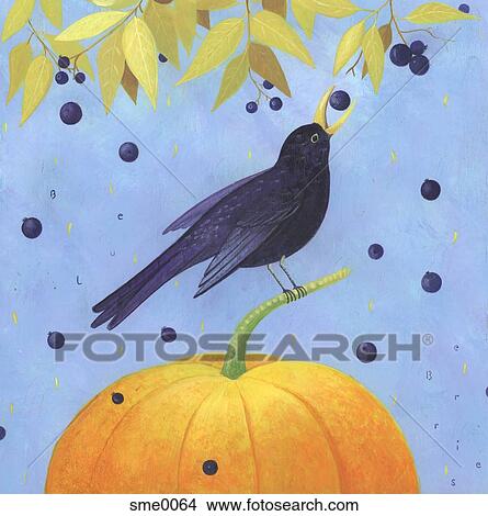 A black bird perched on a pumpkin while eating a blueberry View Large Illustration Stock Illustration - A black bird perched on a pumpkin while eating a blueberry. Fotosearch
