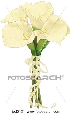 A bouquet of cream calla lilies View Large Illustration Clip Art - A bouquet of cream calla lilies. Fotosearch