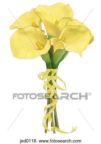 Stock Illustration - A bouquet of yellow calla lilies. Fotosearch