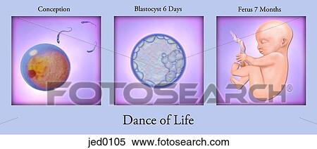 Conception to fetal development View Large Illustration Stock Illustration - Conception to fetal development. Fotosearch