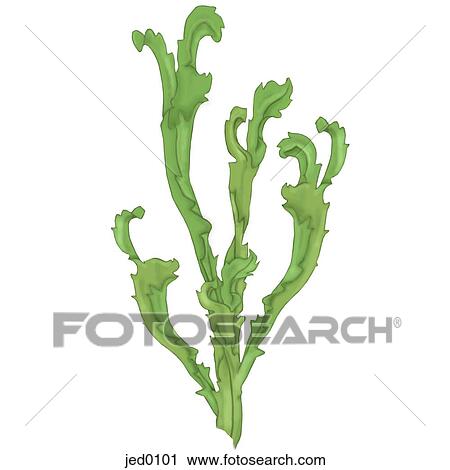 Green tall seaweed View Large Illustration Clip Art - Green tall seaweed. Fotosearch