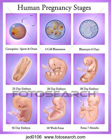 Stock Illustration - Human pregnancy stages. Fotosearch