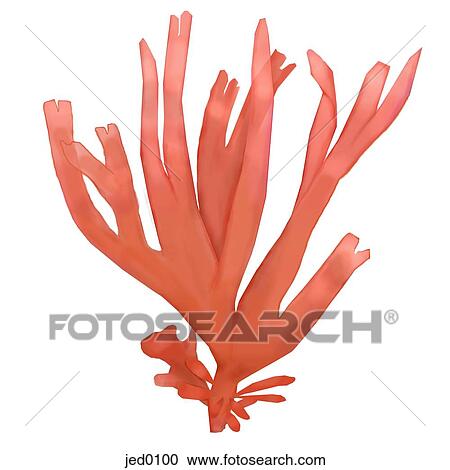 Clipart - Red Dulse seaweed. Fotosearch