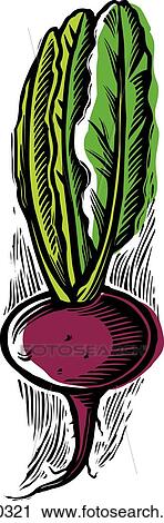beet View Large Illustration Clip Art - beet. Fotosearch