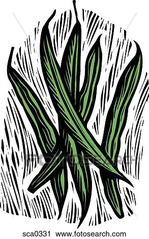 green beans View Large Illustration Clip Art - green beans. Fotosearch