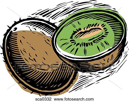 kiwi View Large Illustration Drawing - kiwi. Fotosearch