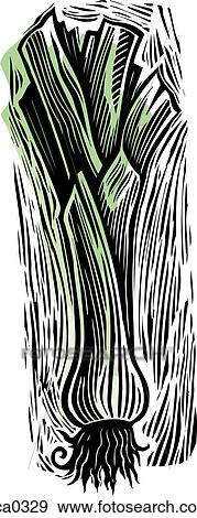 Stock Illustration - leek. Fotosearch