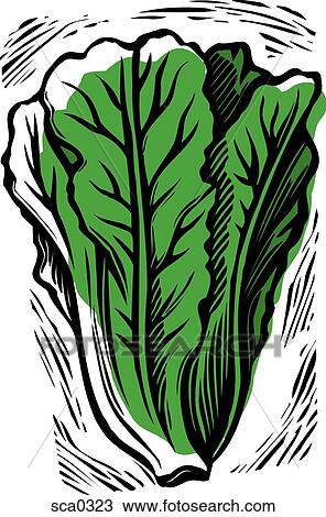 lettuce View Large Illustration Drawing - lettuce. Fotosearch