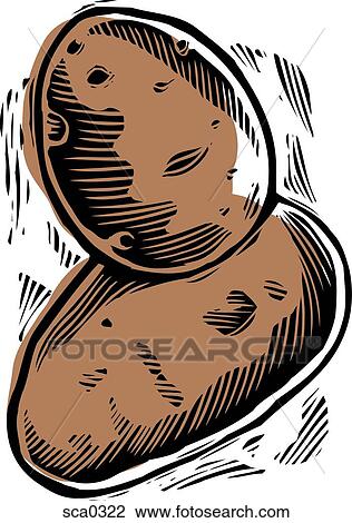 Potatoes Drawing | sca0322 | Fotosearch