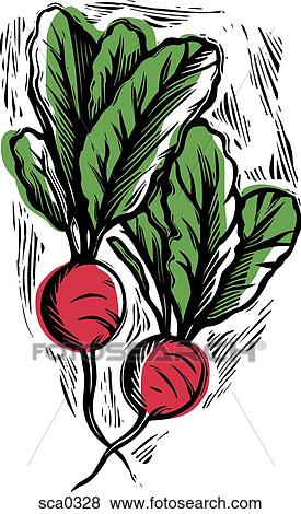 radishes View Large Illustration Stock Illustration - radishes. Fotosearch