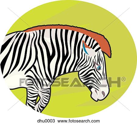 zebra View Large Illustration Drawing - zebra. Fotosearch