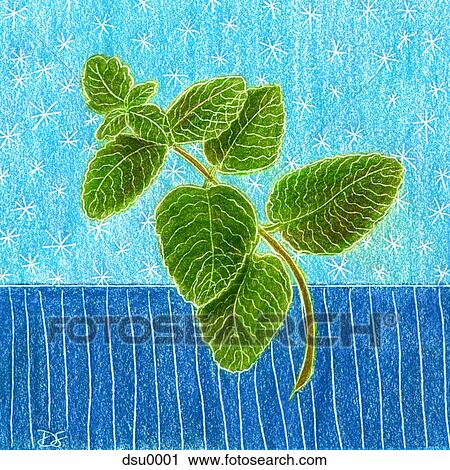 Clip Art - mint leaves. Fotosearch