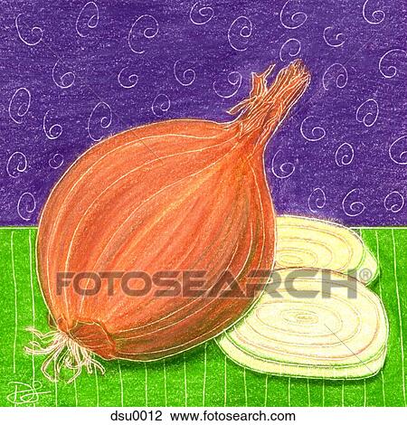 Drawing - onions. Fotosearch